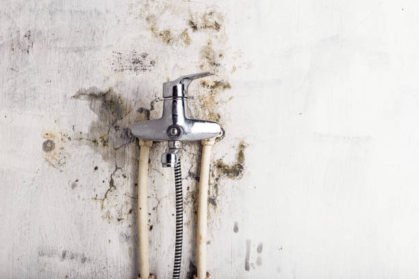 Best Toxic Mold Removal  in Terryville, CT