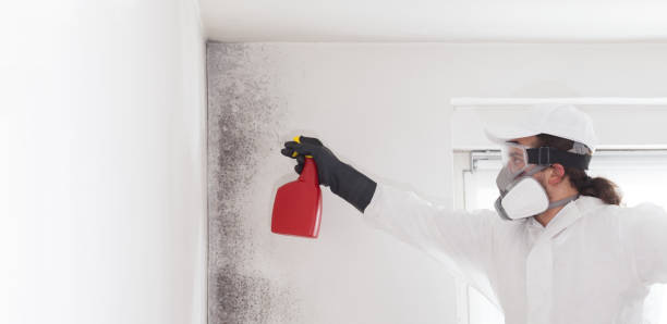 Professional Mold Removal in Terryville, CT