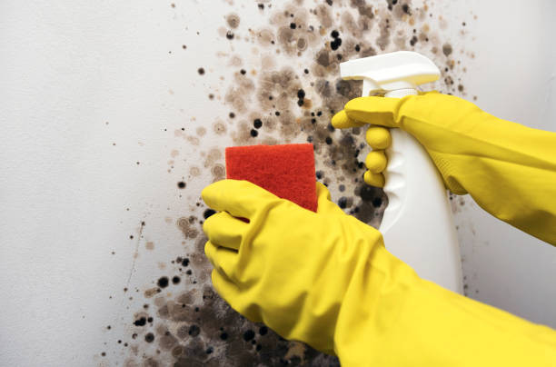 Best Mold Testing  in Terryville, CT