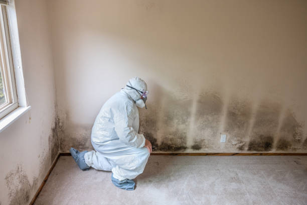 Best Certified Mold Removal  in Terryville, CT