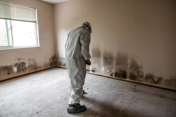 Best Home Mold Removal  in Terryville, CT