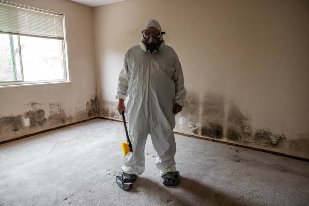 Best Mold Remediation  in Terryville, CT