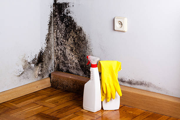 Best Local Mold Removal Service  in Terryville, CT