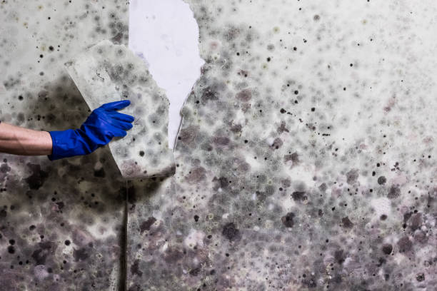 Best Mold Damage Repair  in Terryville, CT