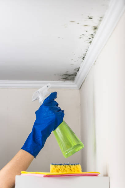 Best Same-Day Mold Removal  in Terryville, CT