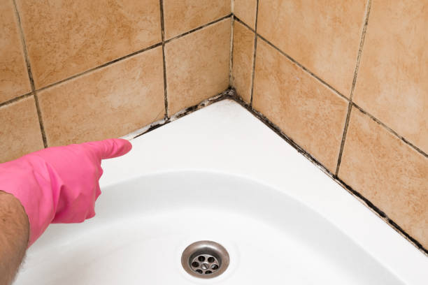 Best Office Mold Removal Services  in Terryville, CT